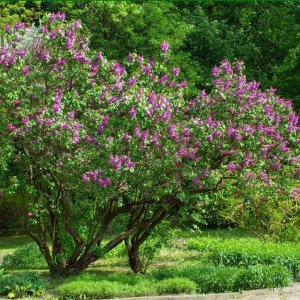 Orgován obyčajný (Syringa vulgaris) ´MRS EDWARD HARDING´ - výška 40-60 cm, kont. C3L